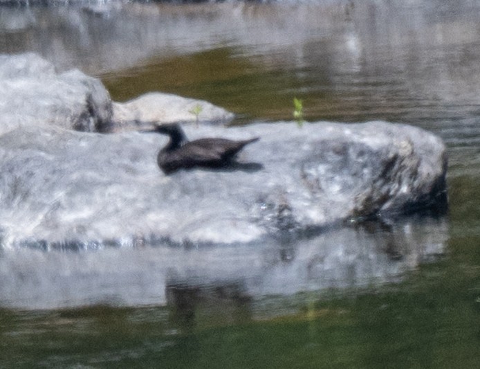 Dunkelsäger - ML646087844