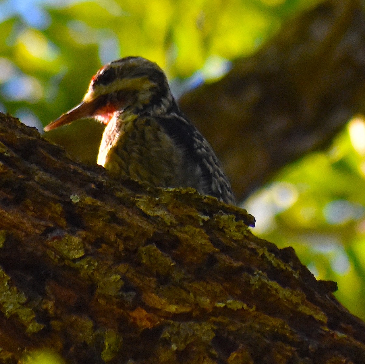 Gelbbauch-Saftlecker - ML646087845