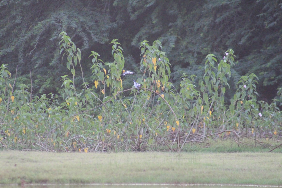 Graufischer - ML646087846