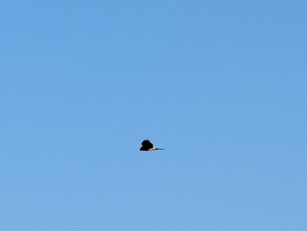 Hudsonweihe - ML646087847