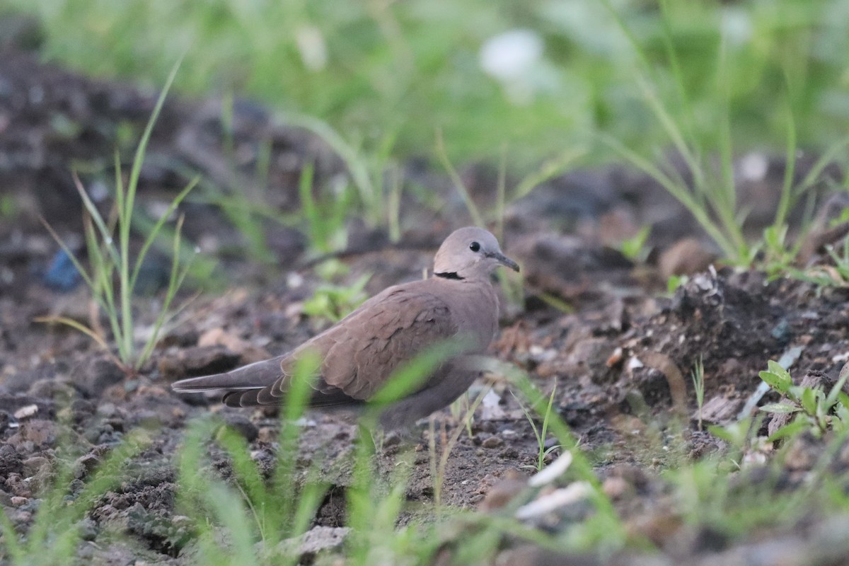 Halsringtaube - ML646087849