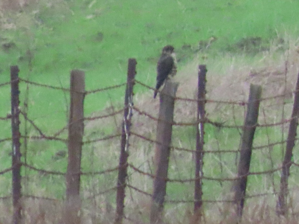 Merlin (Black) - ML646087851