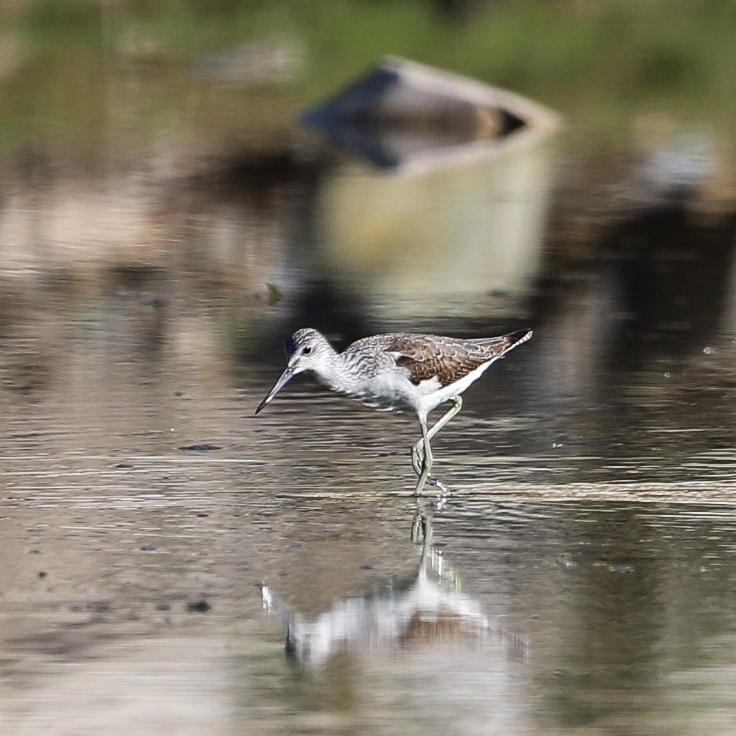 Grünschenkel - ML646087853