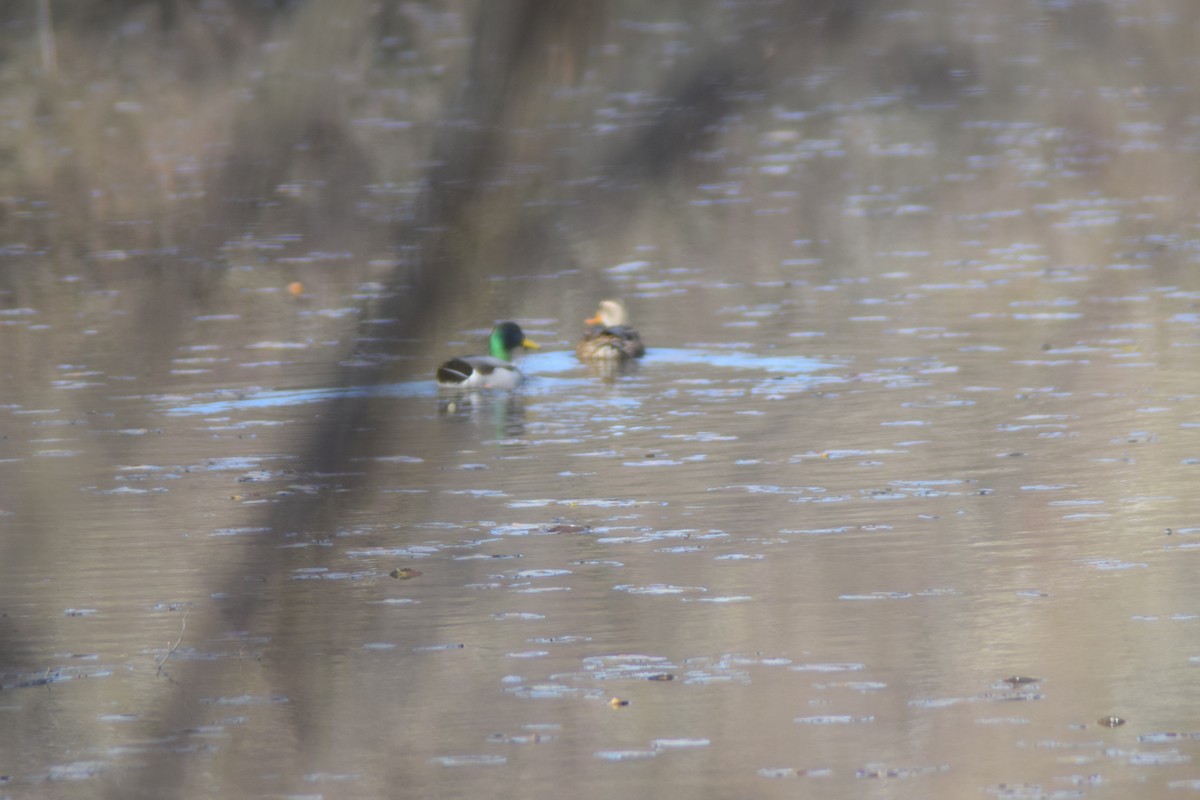 Mallard - ML646087854