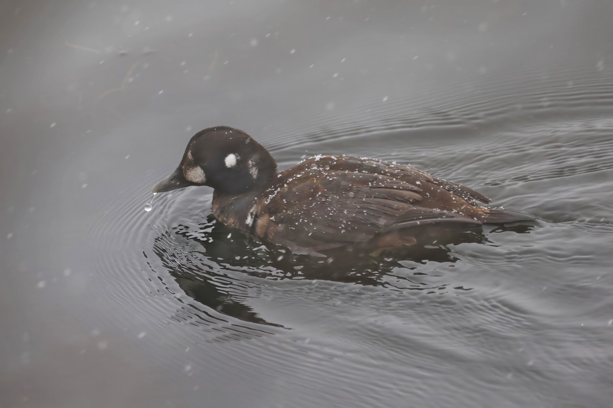 Harlequin Duck - ML646087855