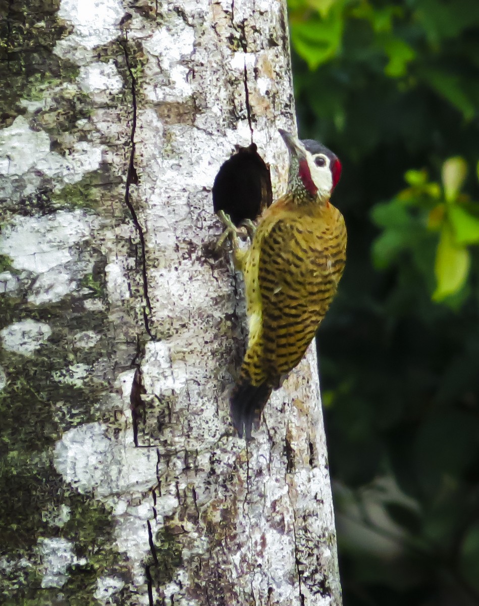 Tüpfelbrustspecht - ML646087856