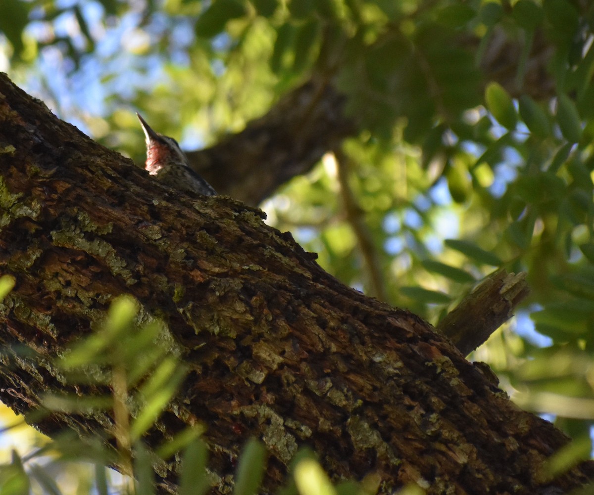 Gelbbauch-Saftlecker - ML646087857