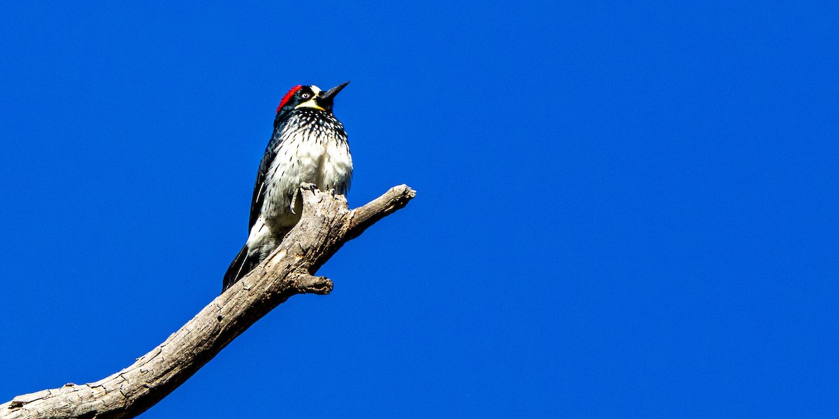 Eichelspecht - ML646087858