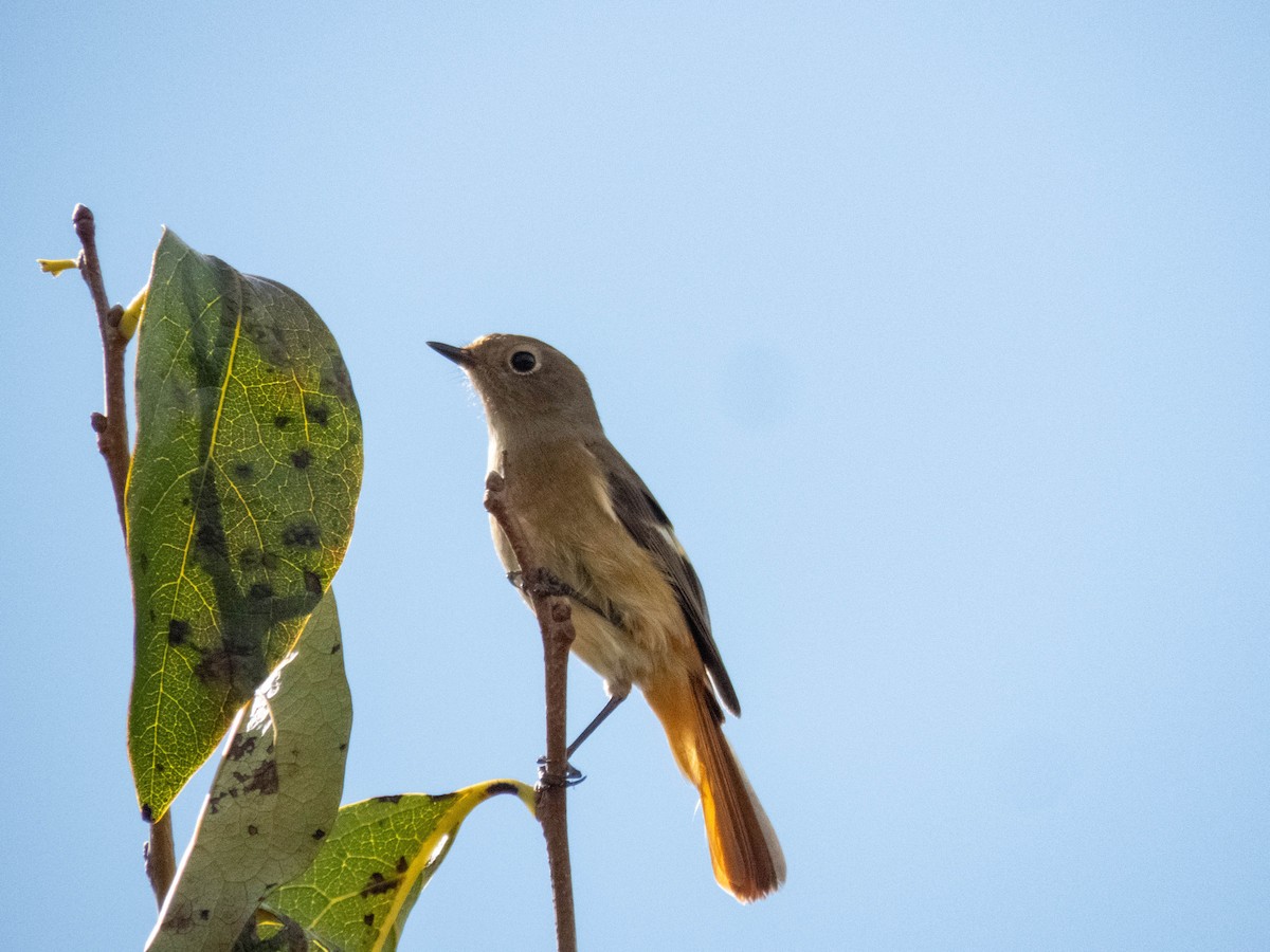 חכלילית סיבירית - ML646087868