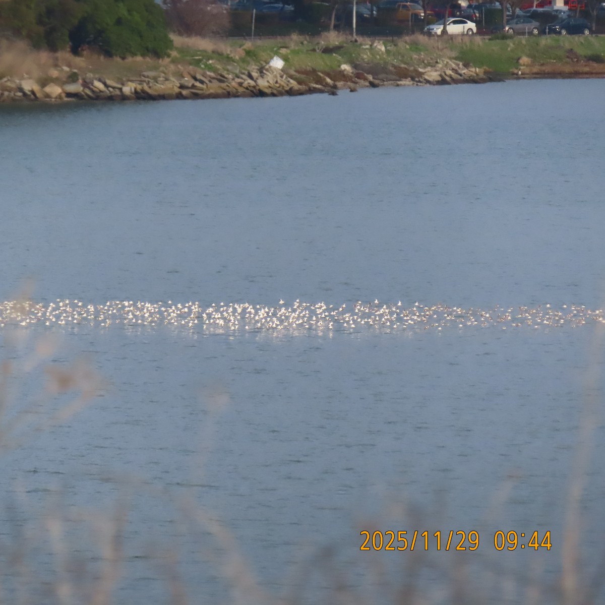 Correlimos sp. - ML646087869