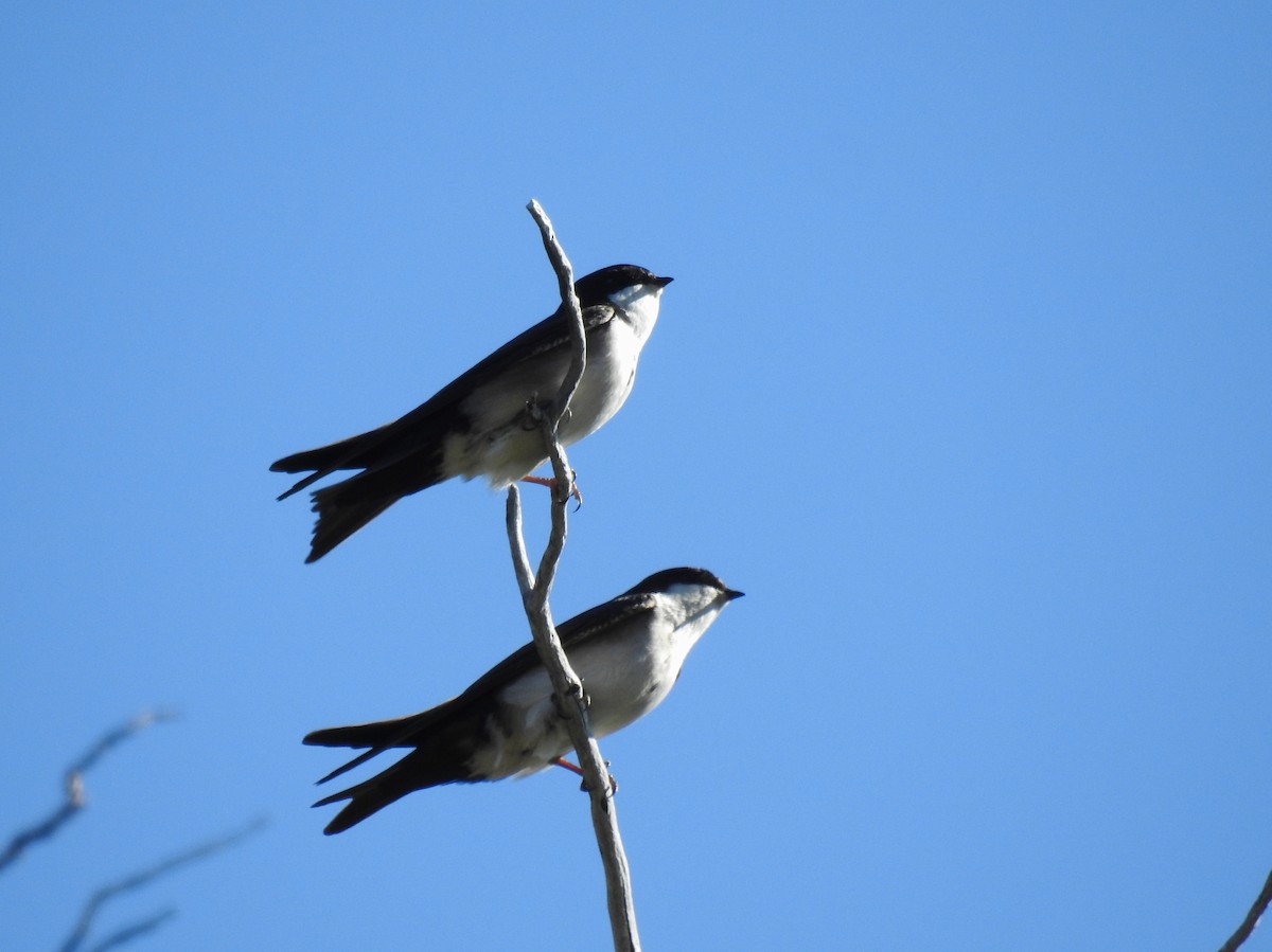 Blue-and-white Swallow - ML646087871