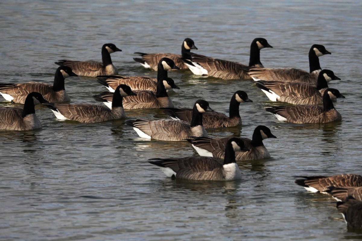 小加拿大雁 - ML646087872