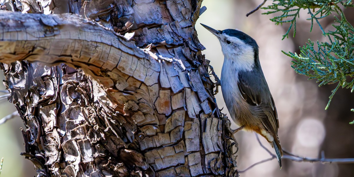 Sittelle à poitrine blanche - ML646087875