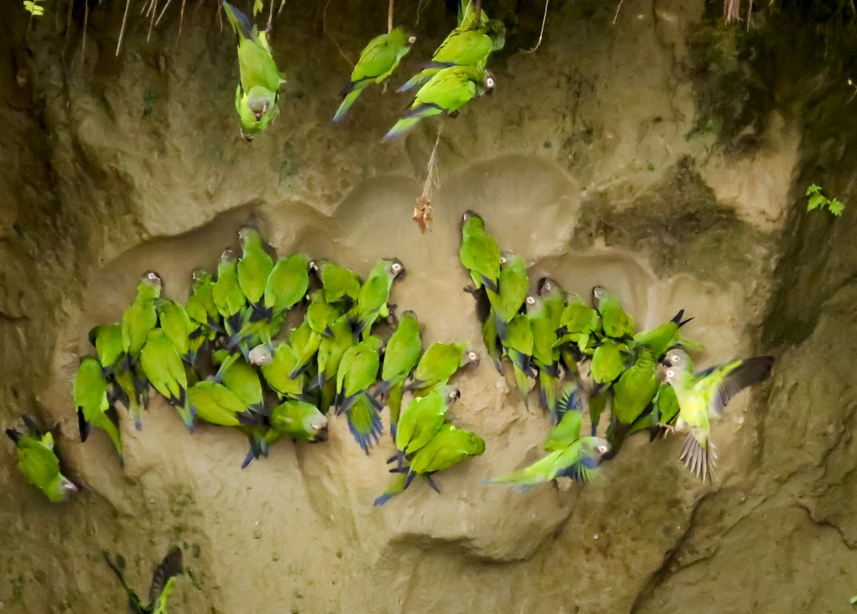 Dusky-headed Parakeet - ML646087876