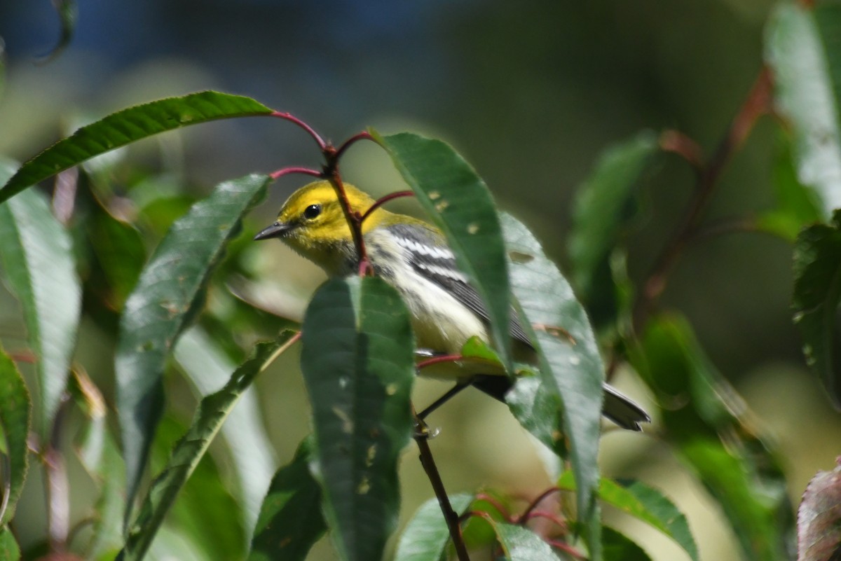 Black-throated Green Warbler - ML646087878