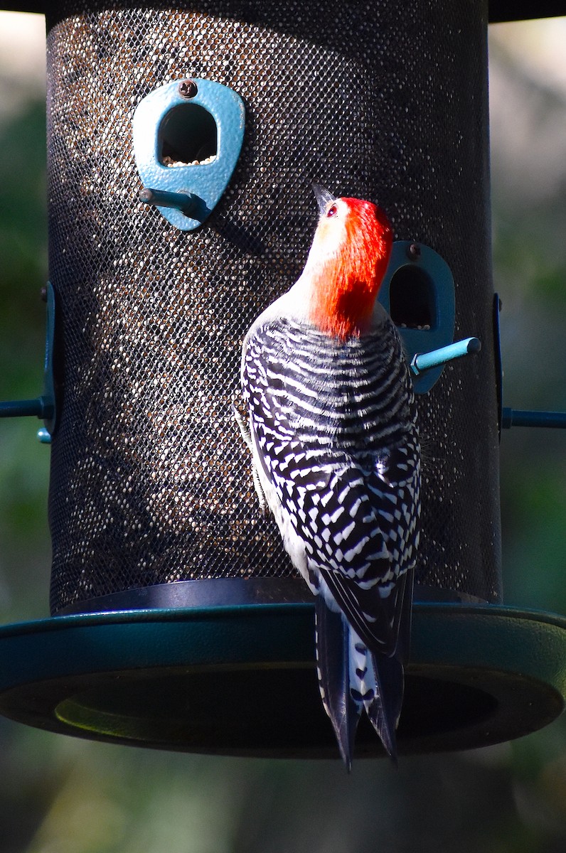 Каролинский дятел - ML646087886