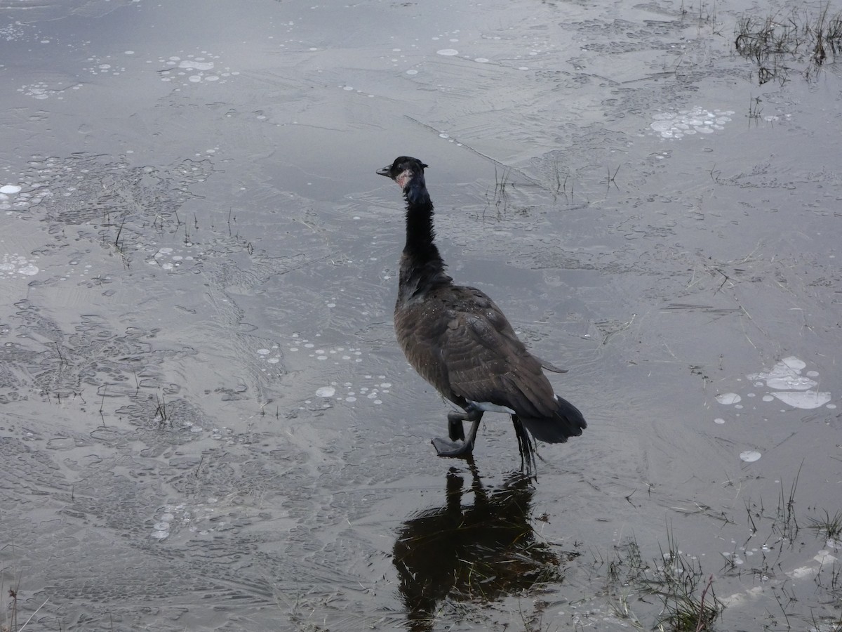Canada Goose - ML646087891