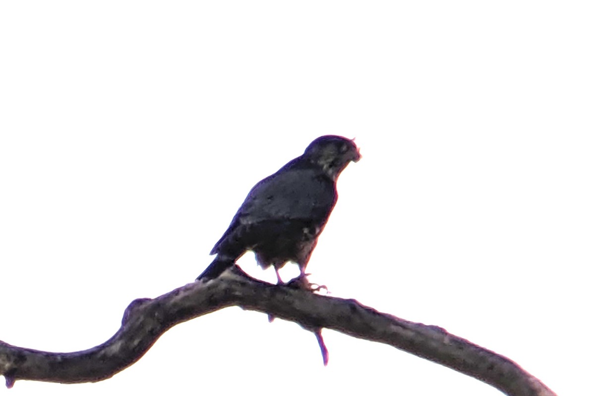 Merlin - ML646087892