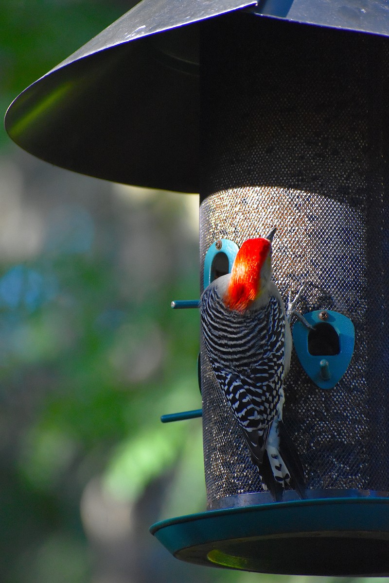 Каролинский дятел - ML646087893