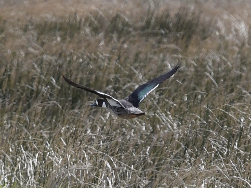 kachna bronzovokřídlá - ML646087894