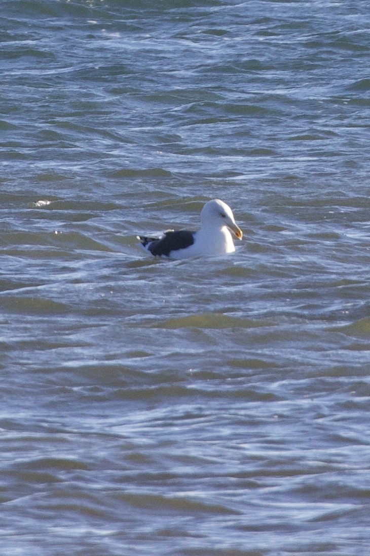 Great Black-backed Gull - ML646087897
