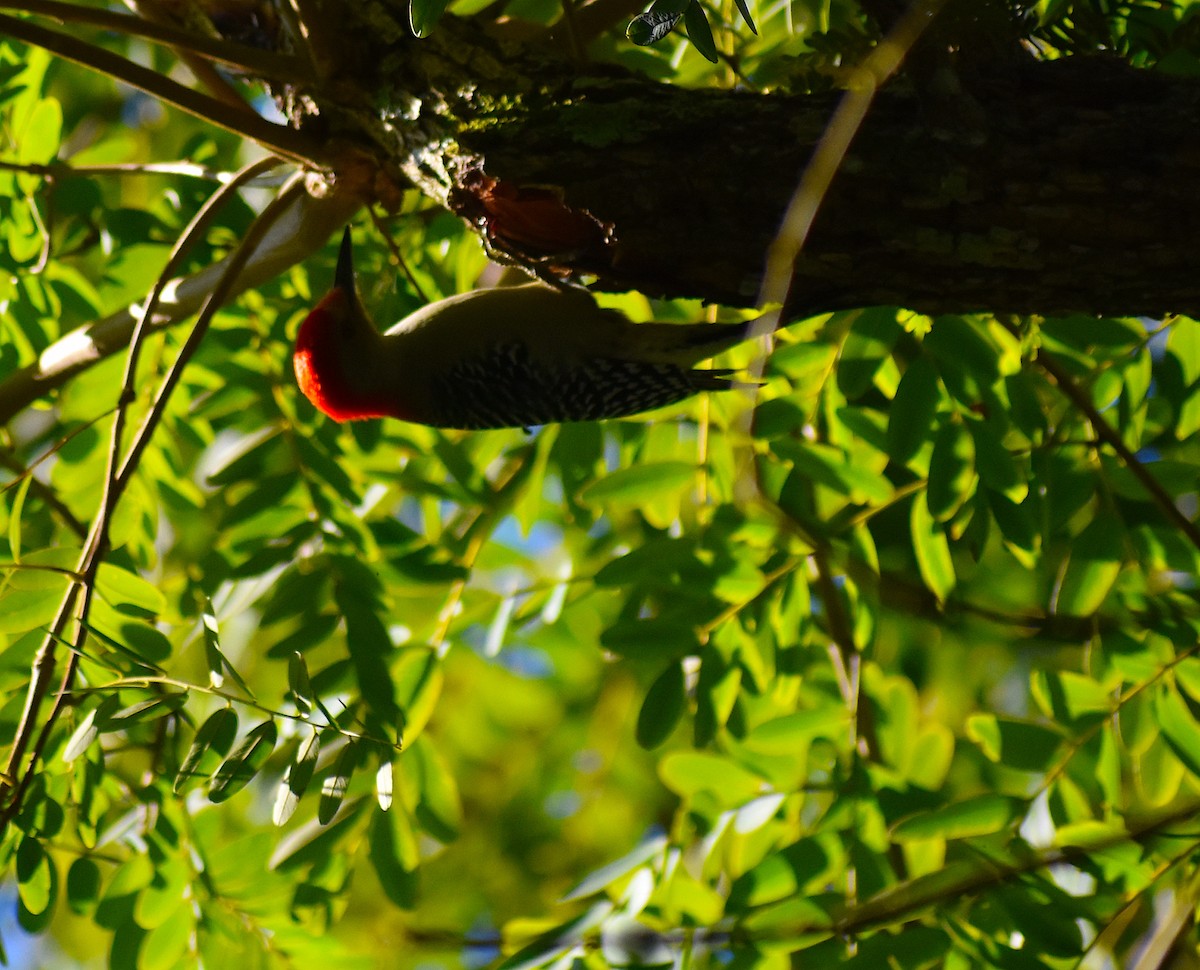 Каролинский дятел - ML646087899