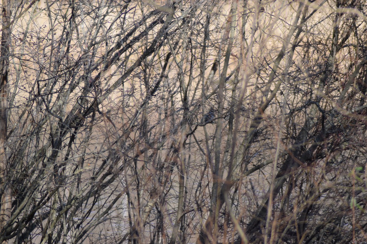 Belted Kingfisher - ML646087910