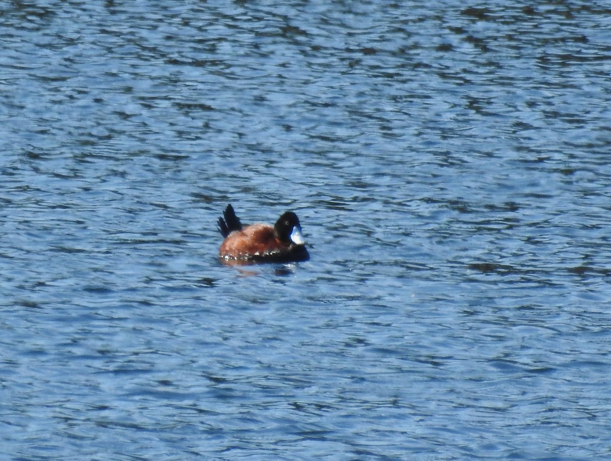 Andean Duck - ML646087912