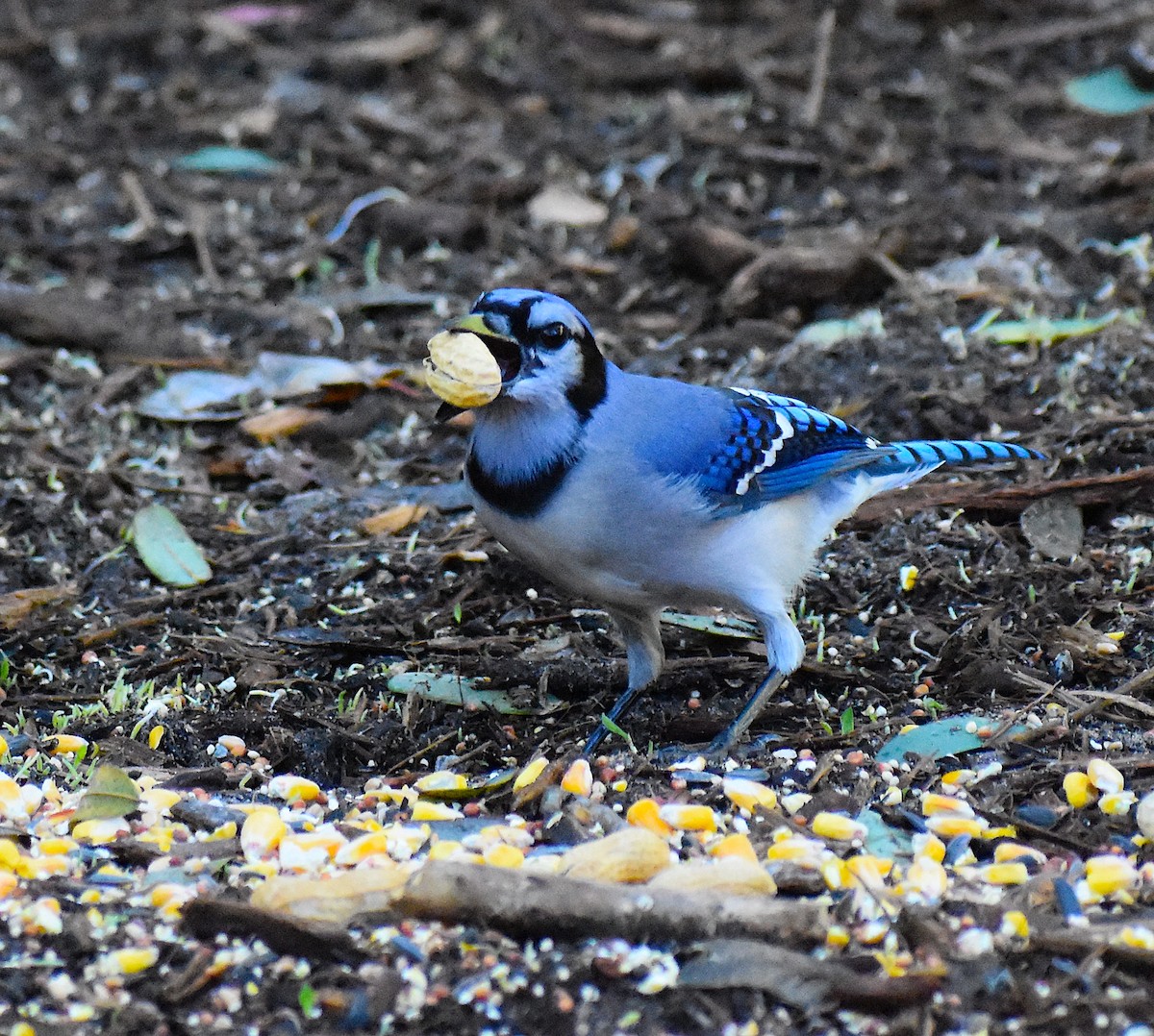 Сизойка блакитна - ML646087913