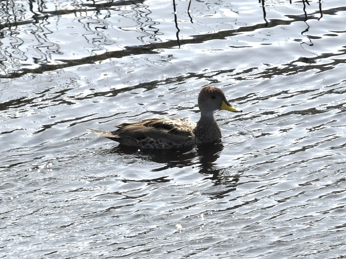 Шилохвіст жовтодзьобий - ML646087914
