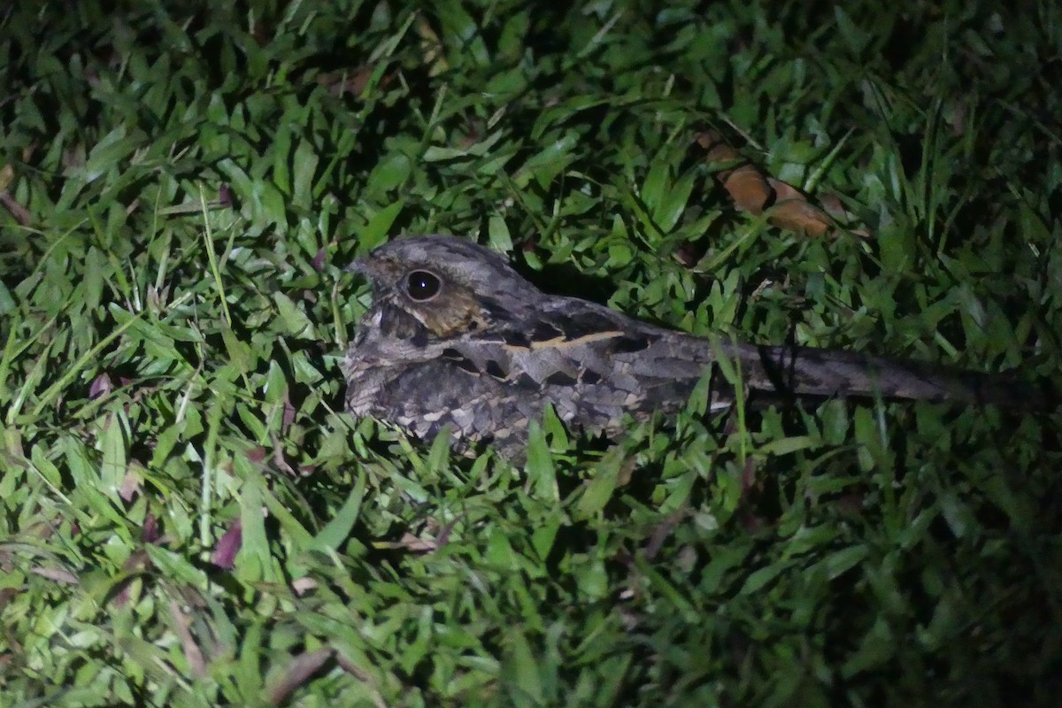 Common Pauraque - ML646087919