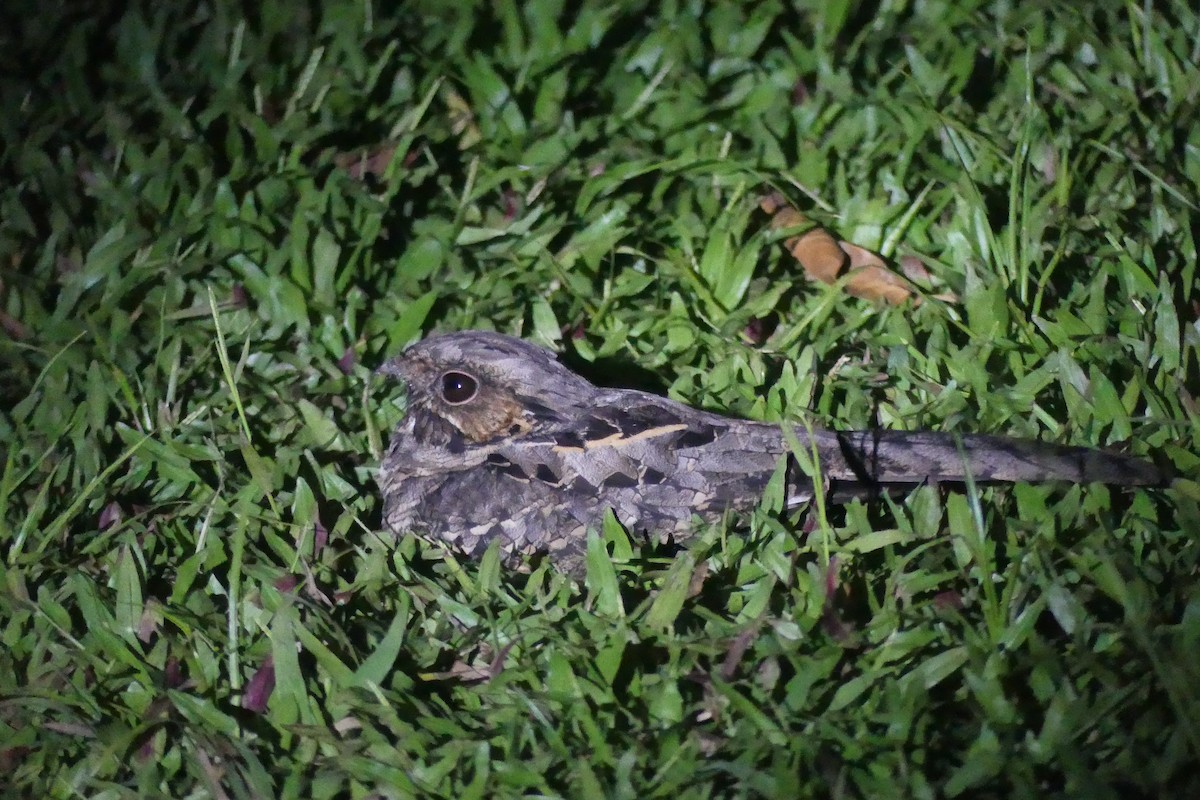 Common Pauraque - ML646087920