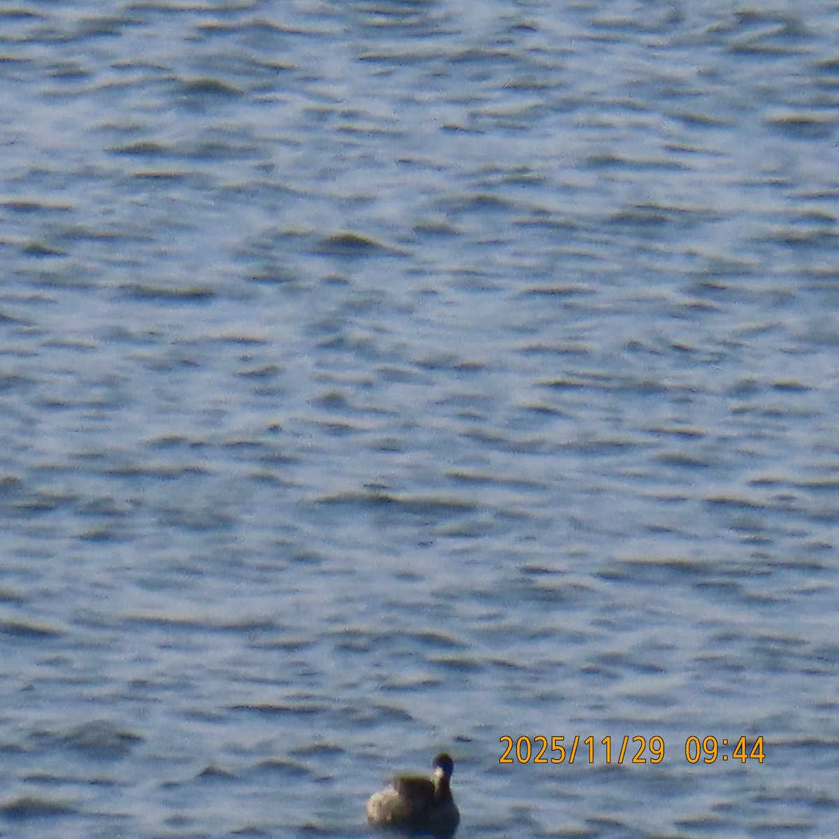 Grèbe à cou noir - ML646087921