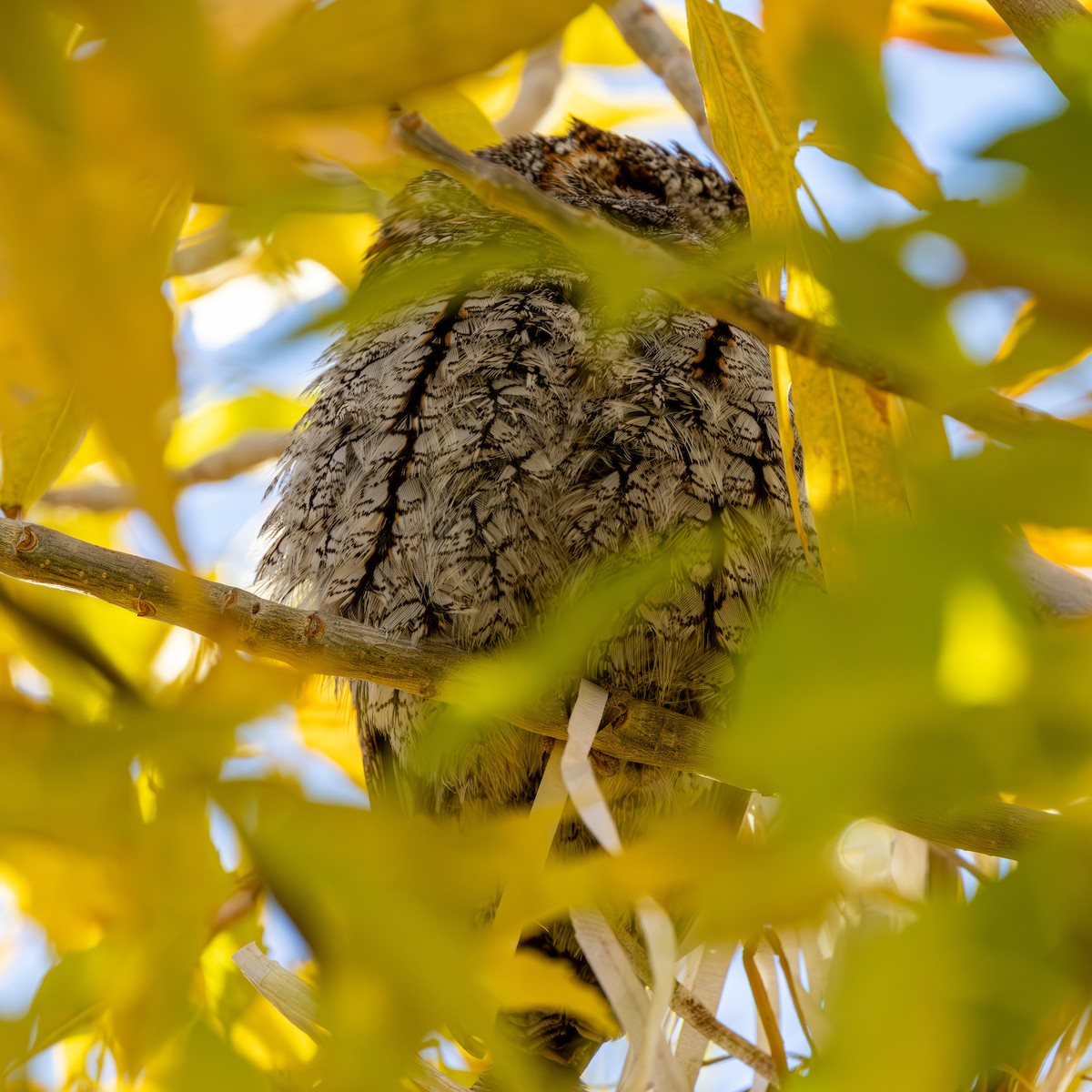 flammeugle - ML646087923