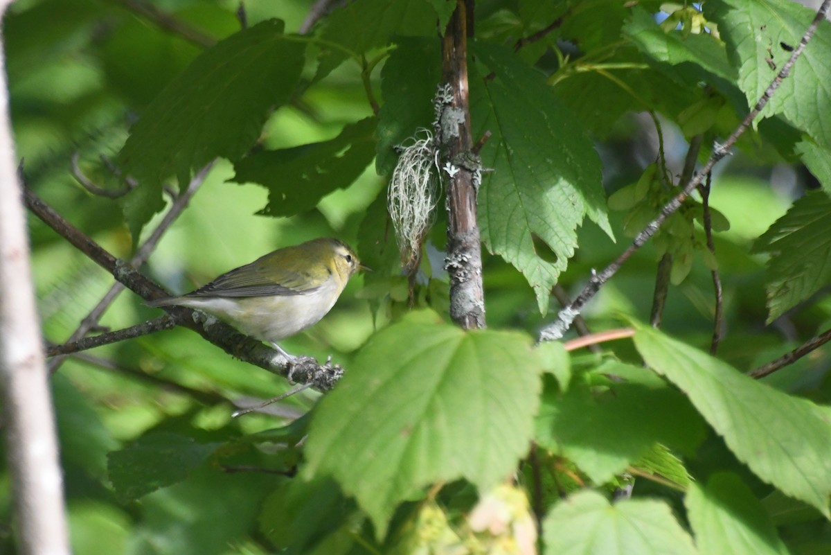 Tennessee Warbler - ML646087924
