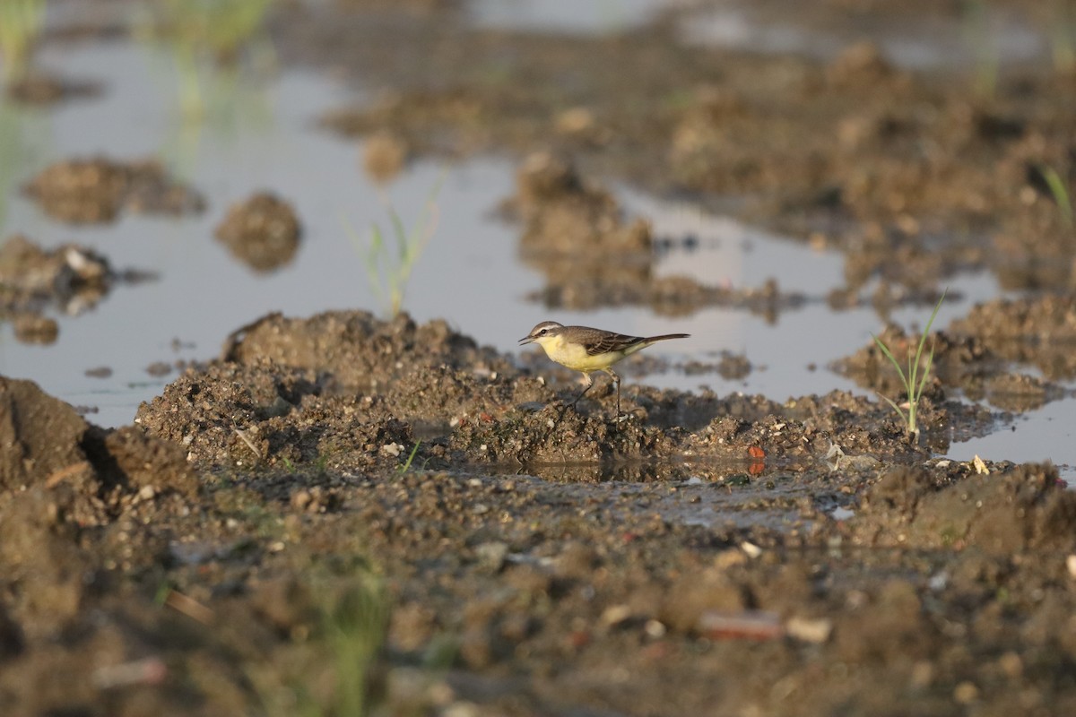 Eastern Yellow Wagtail - ML646087929