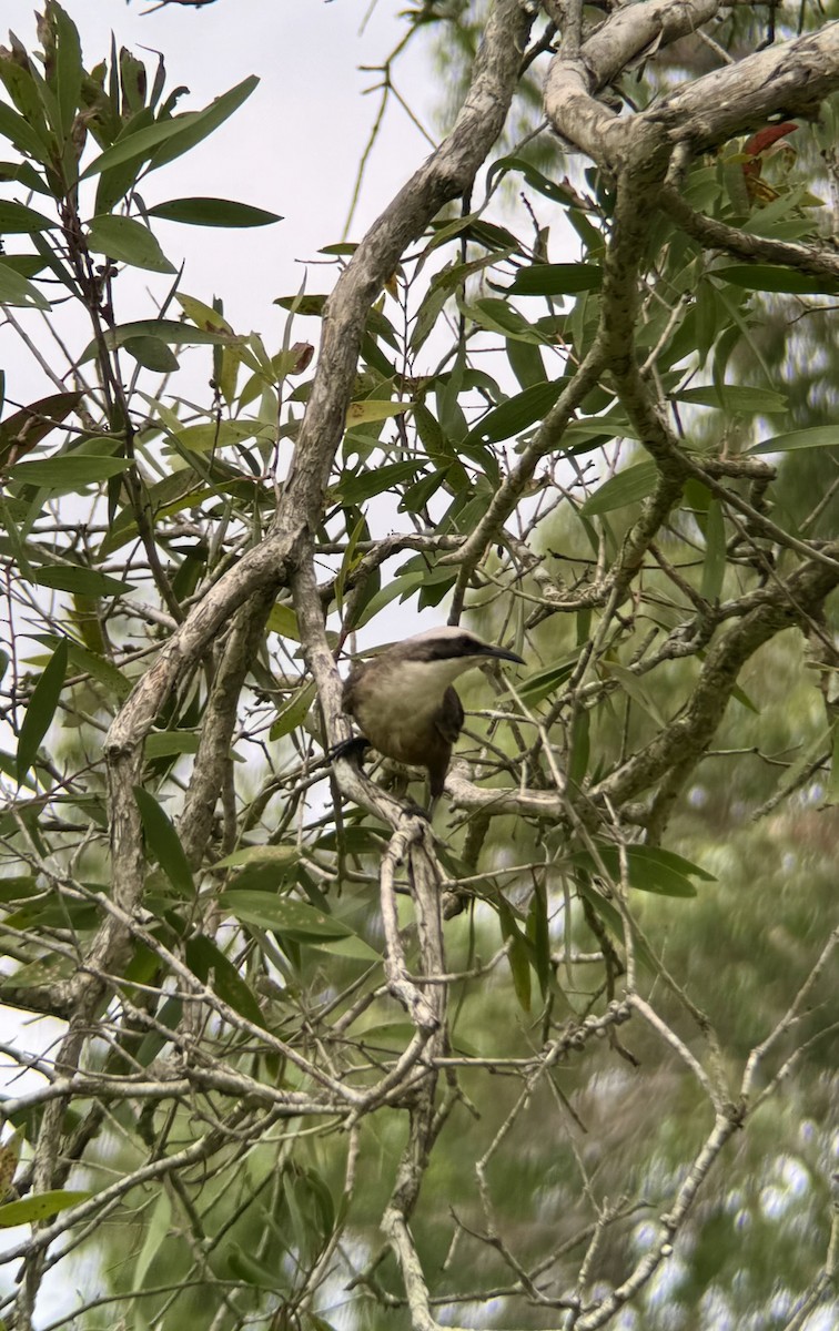 オーストラリアマルハシ - ML646087935