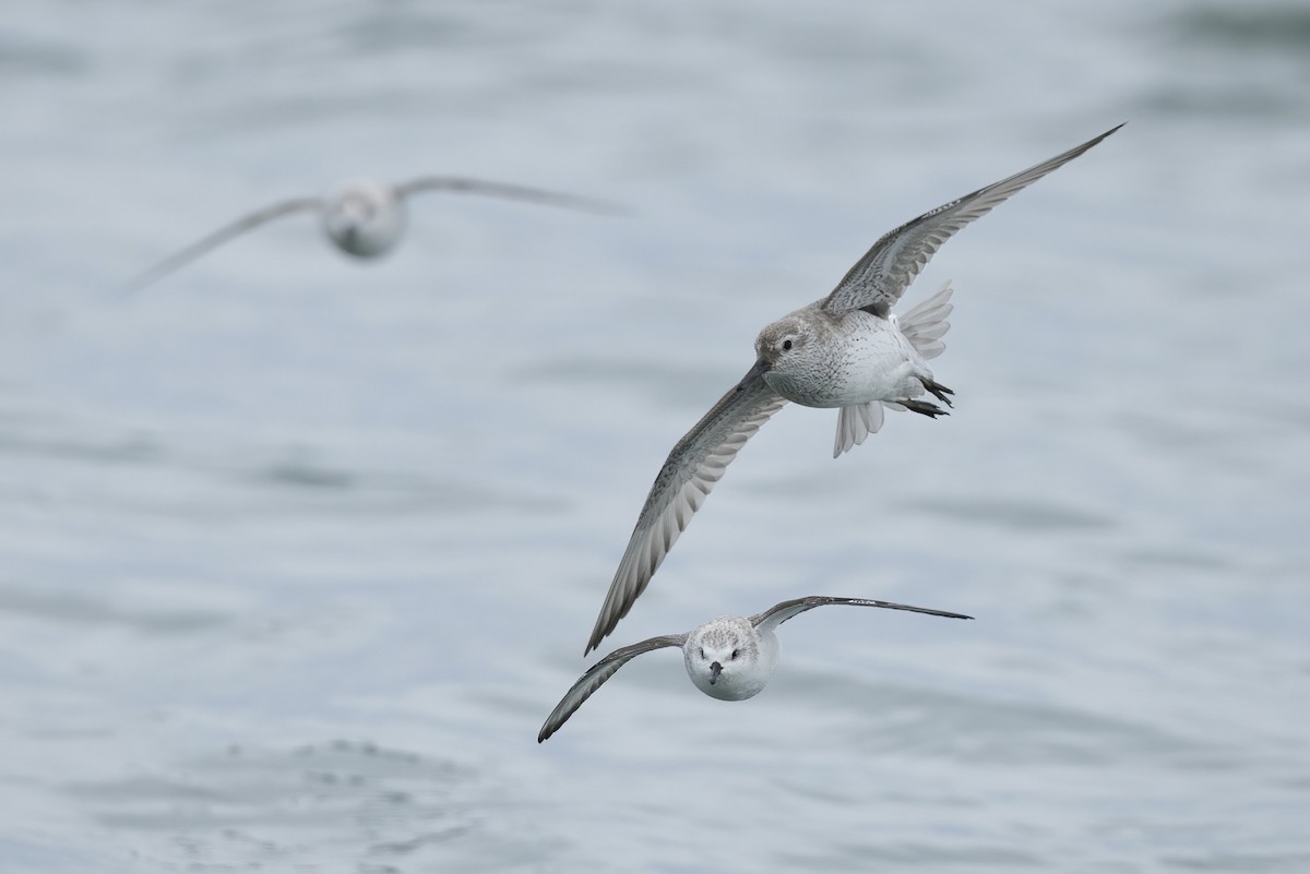 חופית להקנית - ML646087936