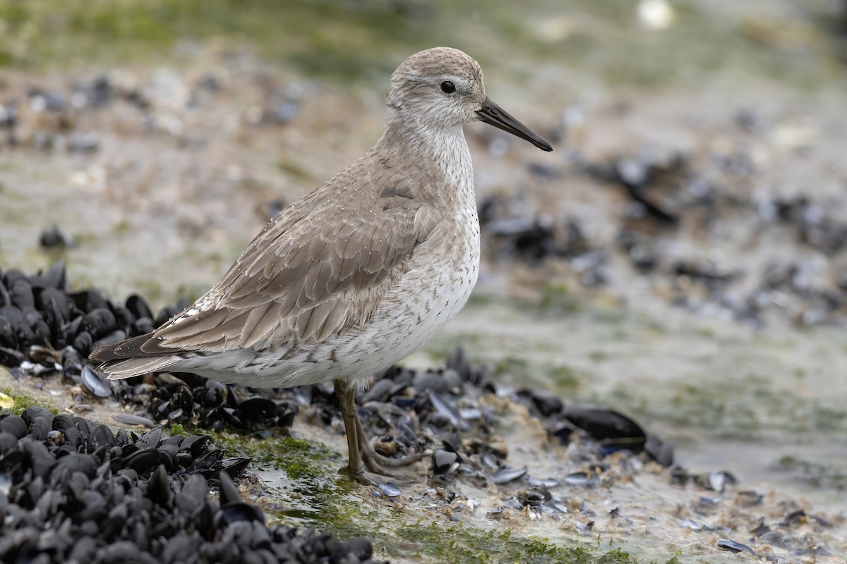 חופית להקנית - ML646087937