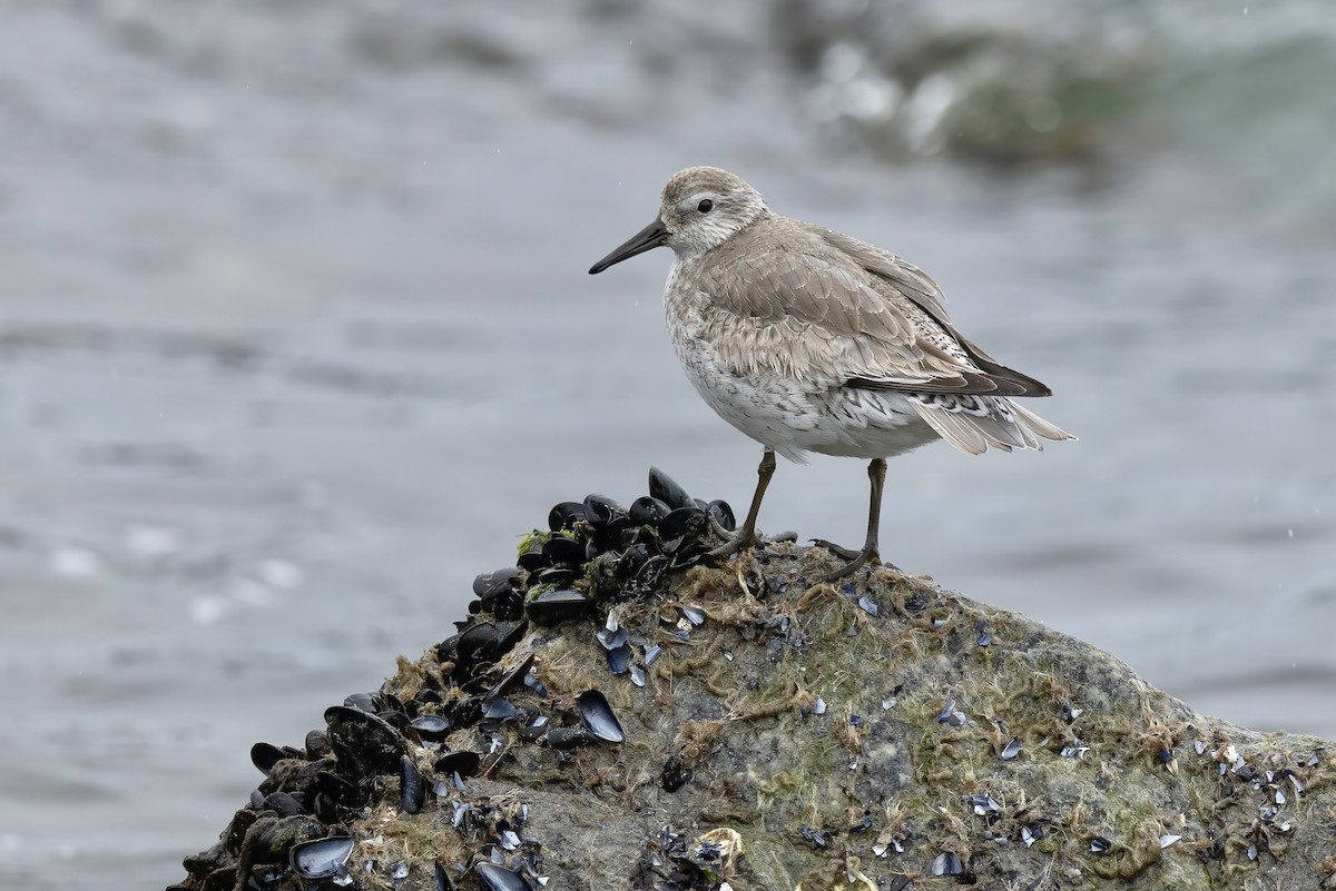 חופית להקנית - ML646087938