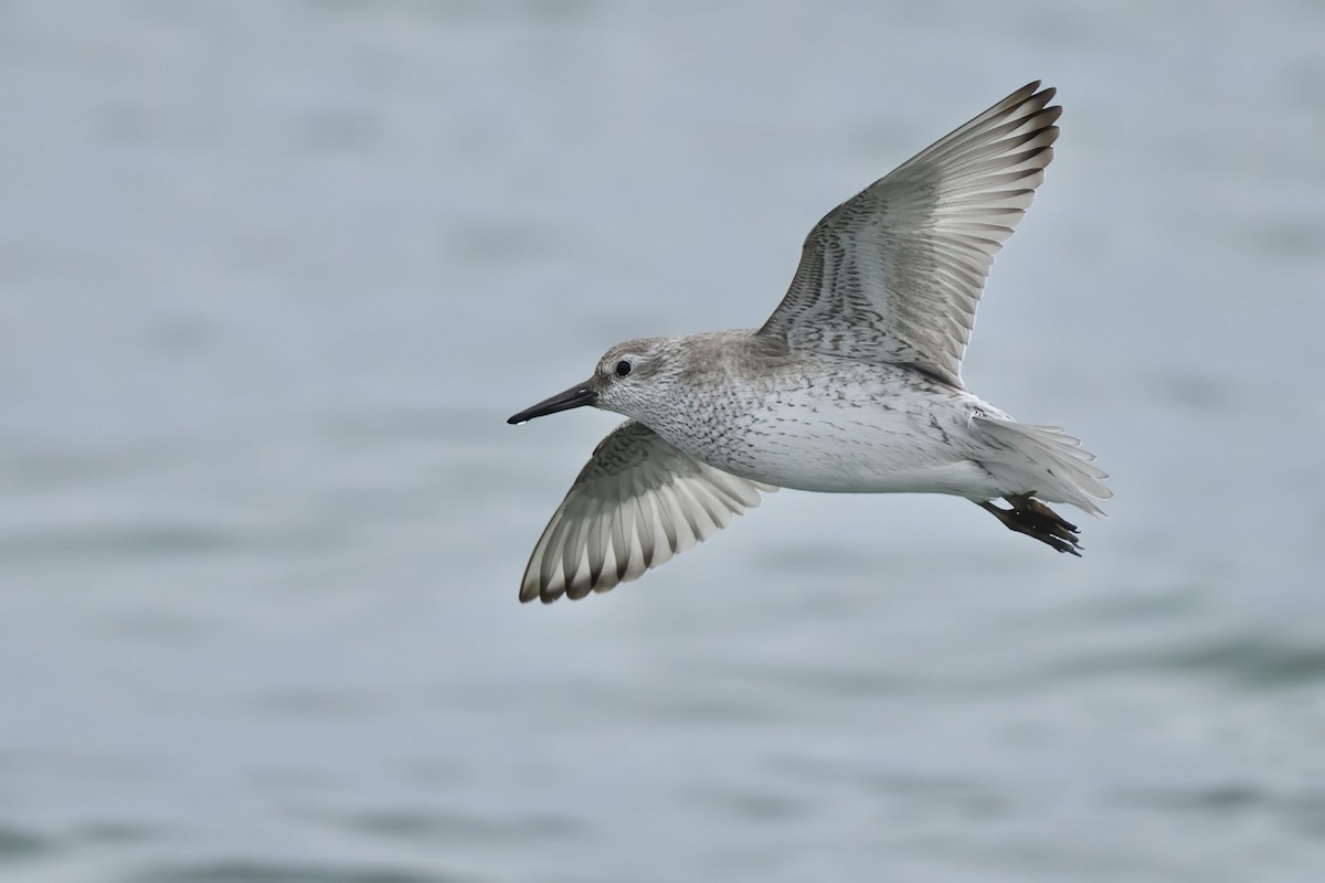 חופית להקנית - ML646087939