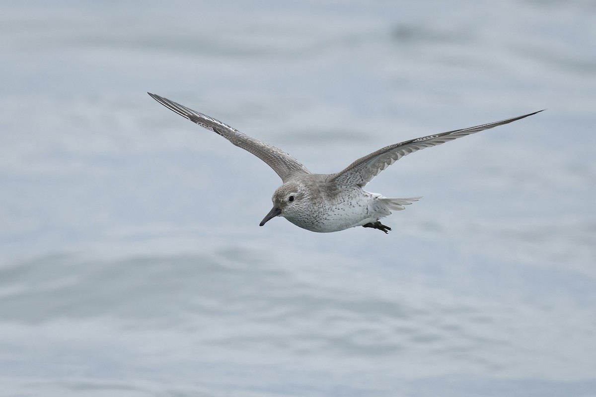 חופית להקנית - ML646087940