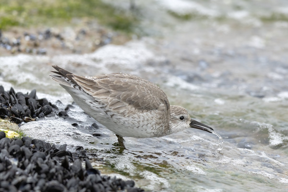 חופית להקנית - ML646087941