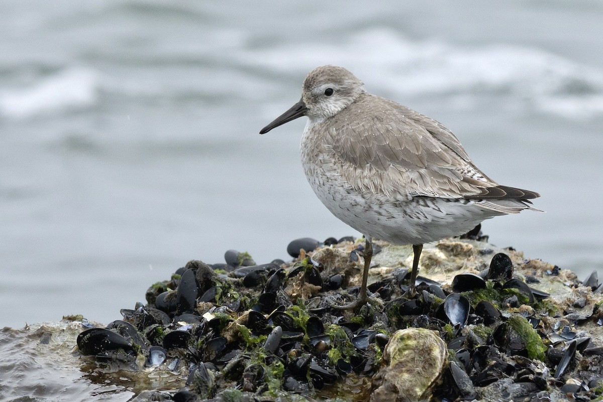 חופית להקנית - ML646087942