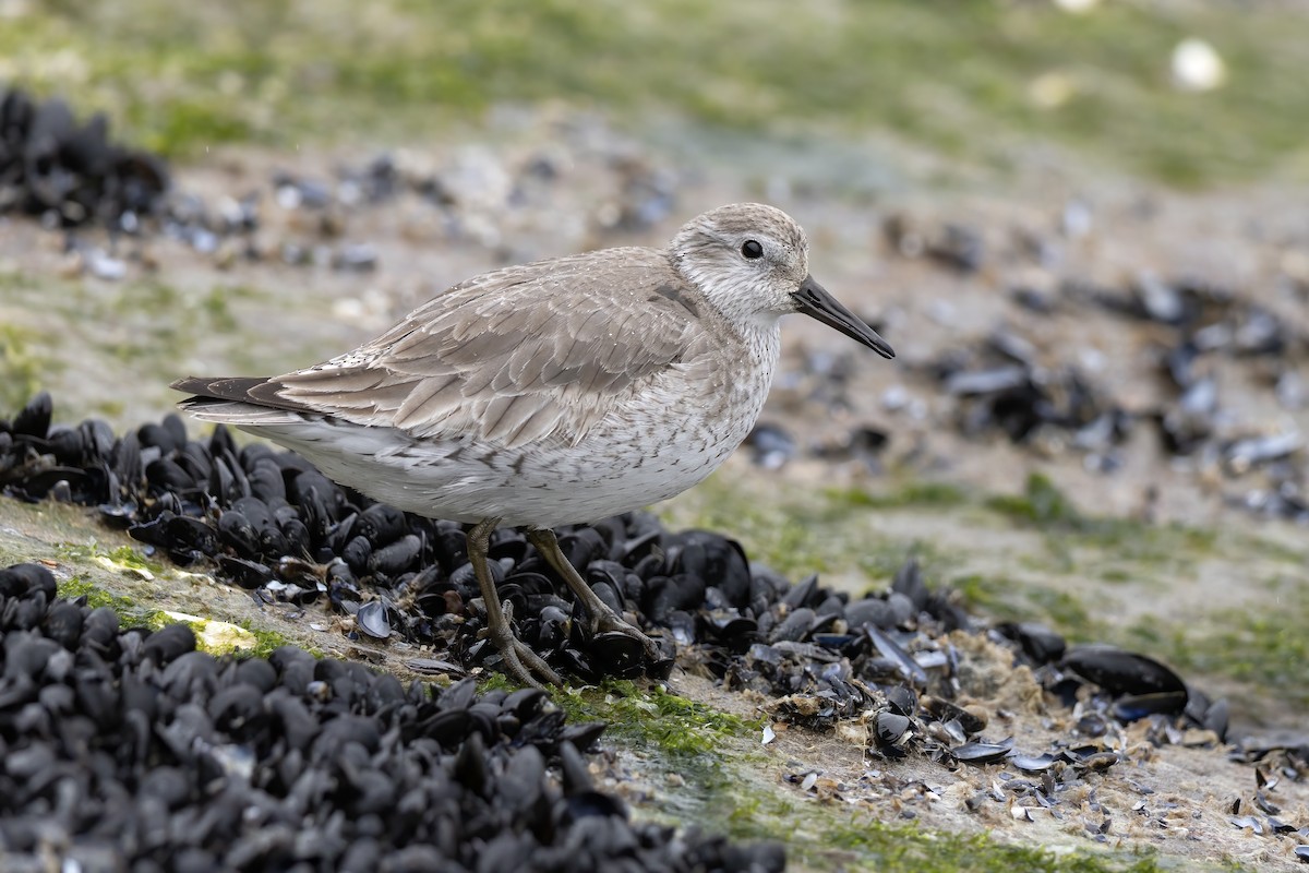 חופית להקנית - ML646087943
