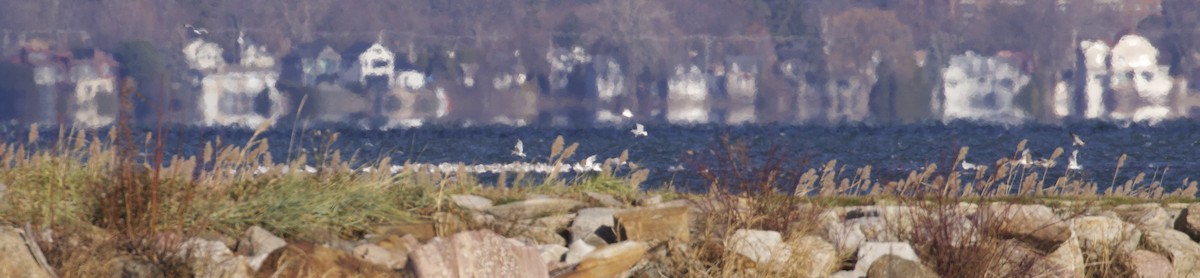 gull sp. - ML646087954