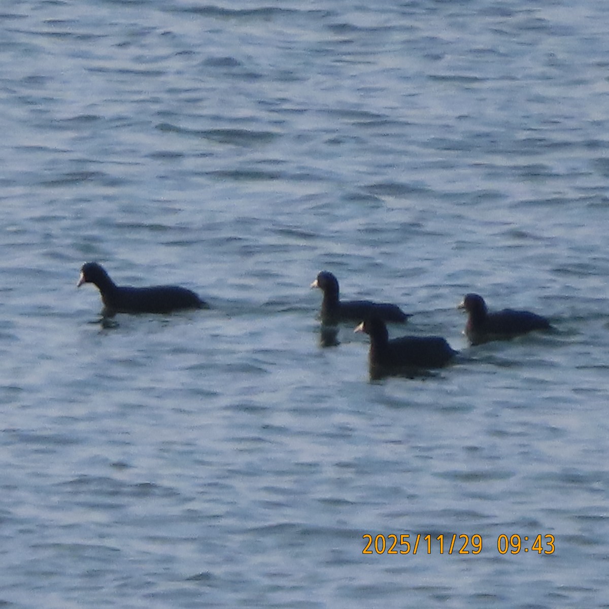 Foulque d'Amérique - ML646087960