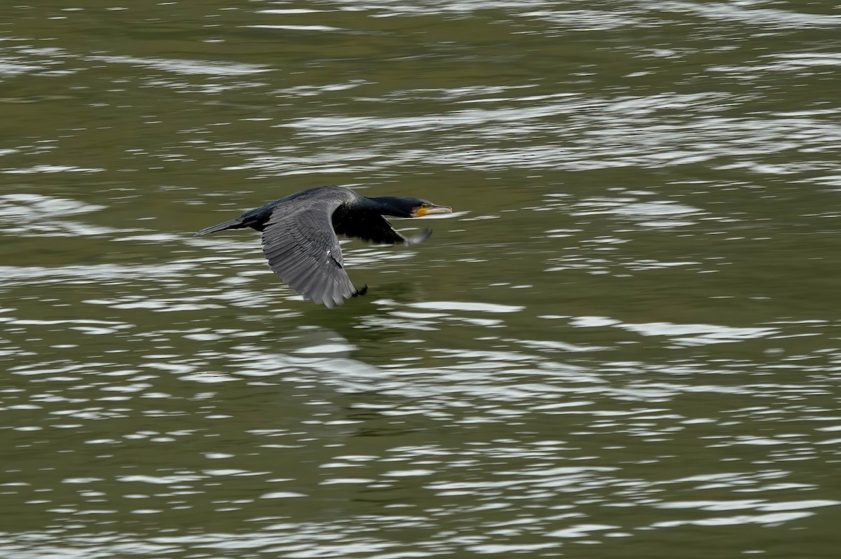 storskarv - ML646087961