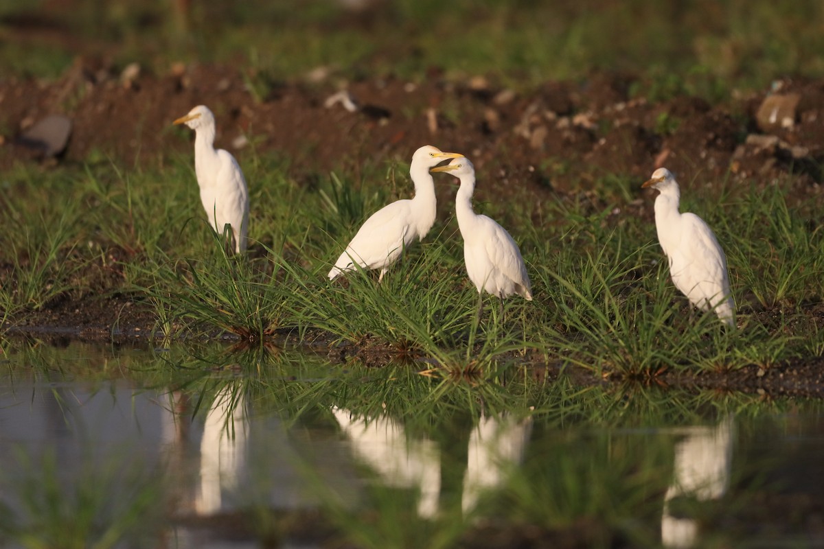 Eastern Cattle-Egret - ML646087962