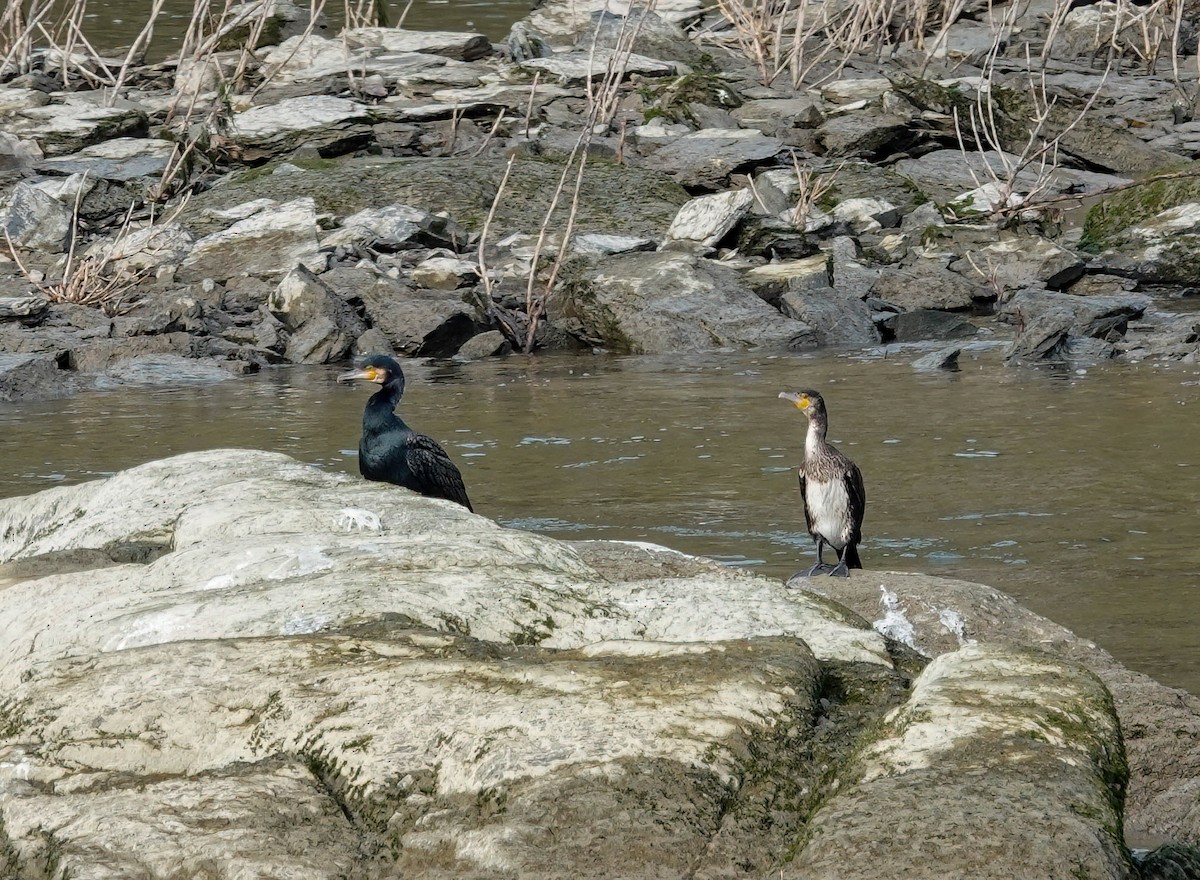 storskarv - ML646087964